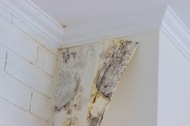 Why You Should Choose Our Mold Remediation Services in Clanton, AL